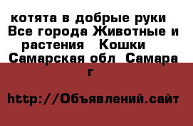 котята в добрые руки - Все города Животные и растения » Кошки   . Самарская обл.,Самара г.